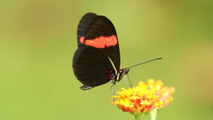 Heliconius melpomene vulcanus
