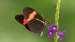 Heliconius melpomene vulcanus