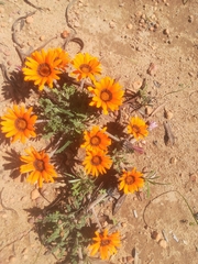 Gazania ciliaris
