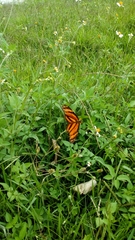 Eresia phillyra phillyra