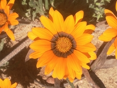 Gazania ciliaris