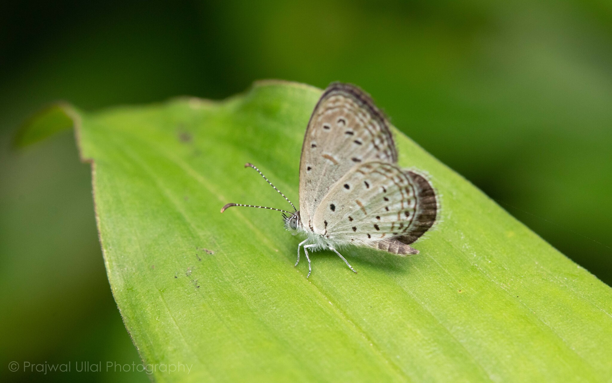 Tiny Grass Blue