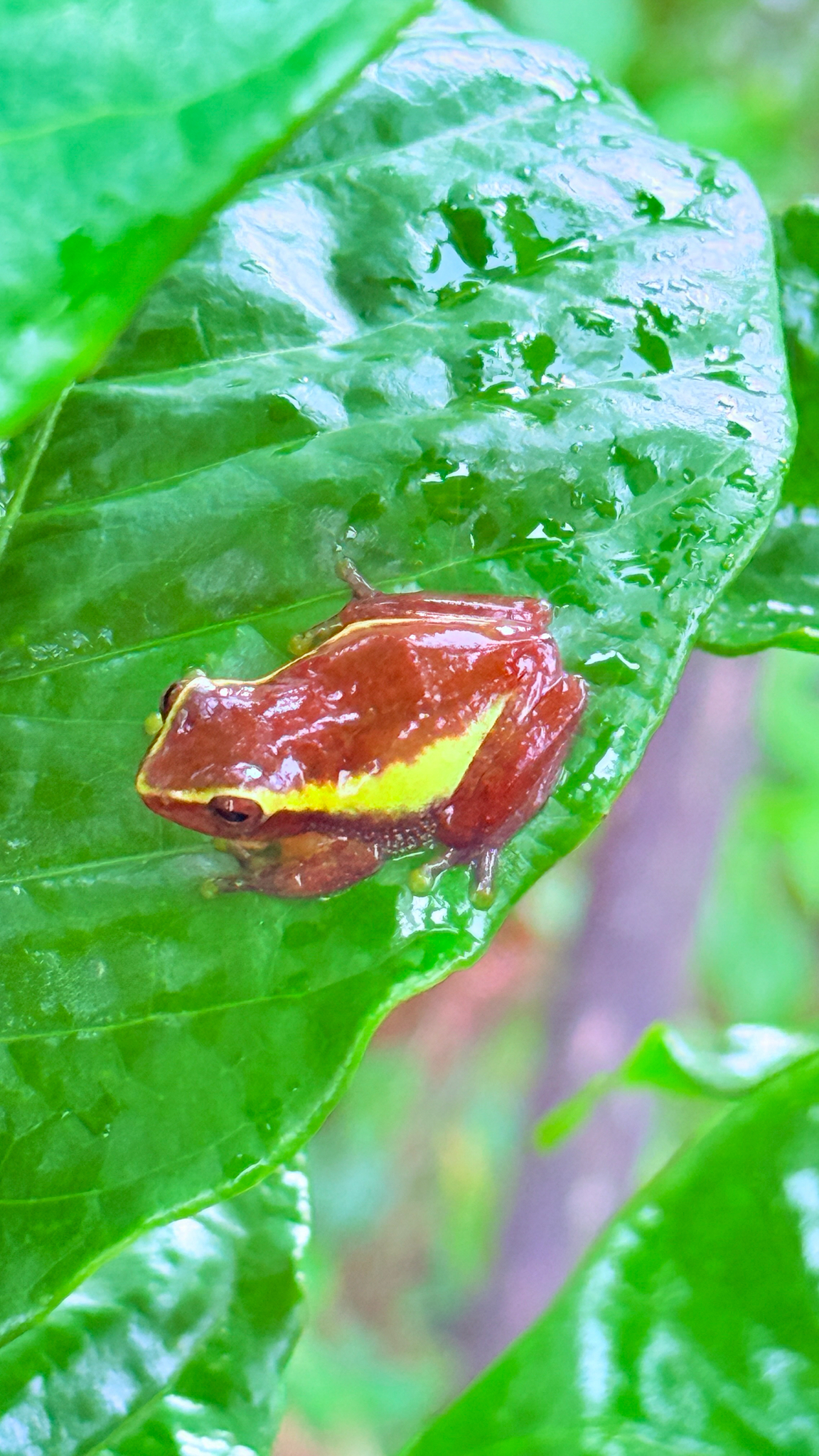 Variable Coloured Bush Frog