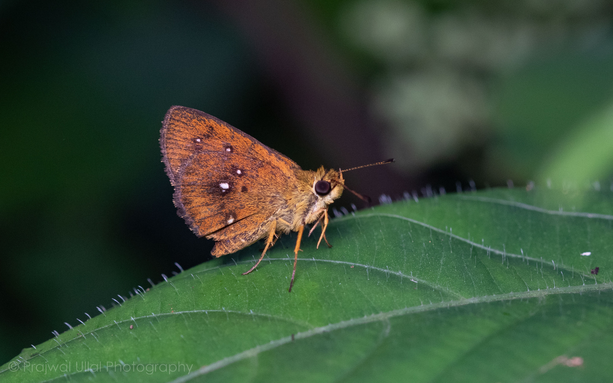 Chestnut Bob