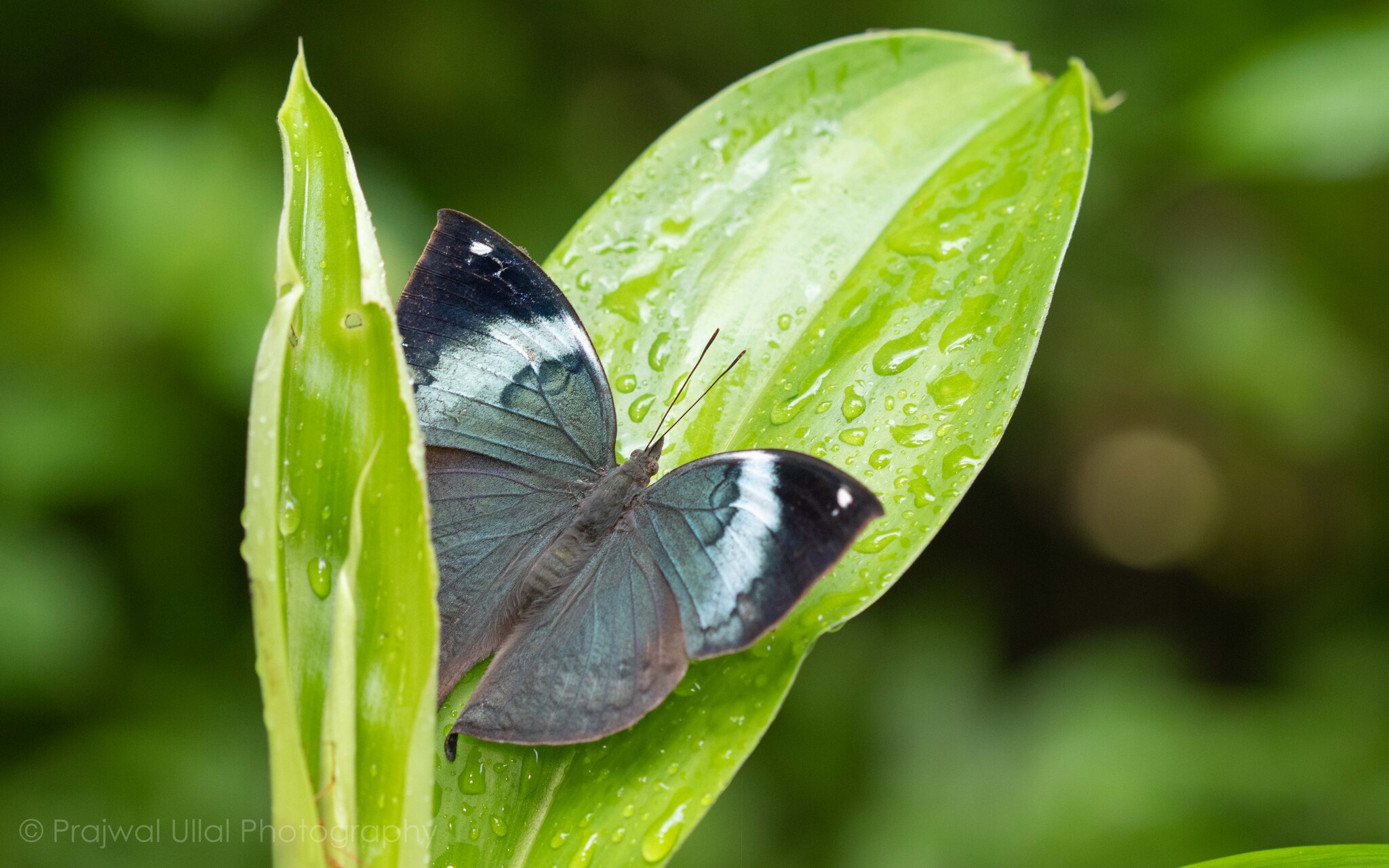Sahyadri Blue Oakleaf
