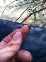 Eudiagogus rosenschoeldi