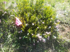 Serruria furcellata