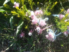 Serruria furcellata