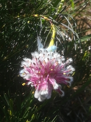 Serruria furcellata