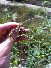 Eudiagogus rosenschoeldi