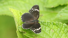 Chlosyne lacinia
