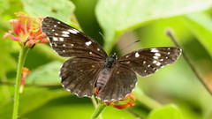 Chlosyne lacinia