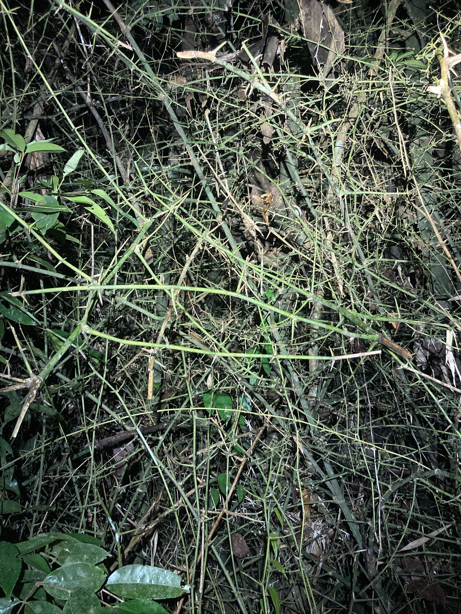 Tre nghệ (Bambusa bambos)