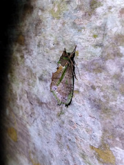 Dottia viridifusca
