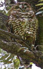 Strix occidentalis lucida