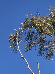 Chrysococcyx osculans