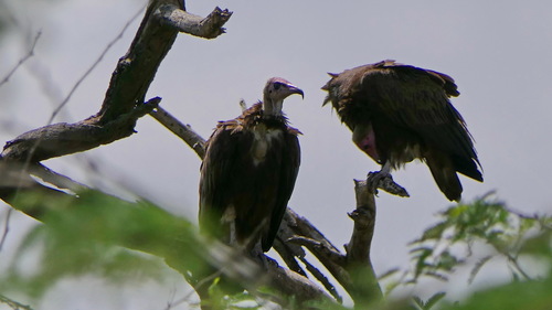Hooded Vulture