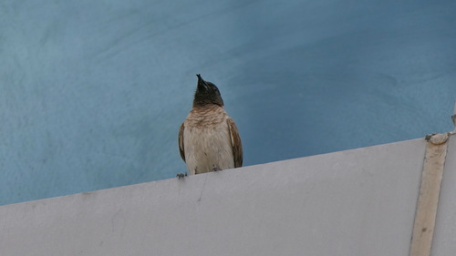 Common Bulbul