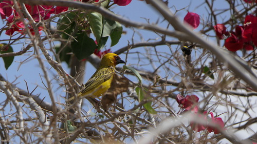 Rüppell's Weaver