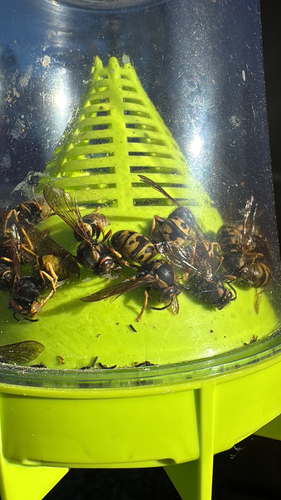 iNaturalist observation photo of Prairie Yellowjacket