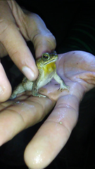 Rhinella humboldti
