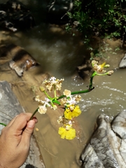 Trichocentrum andreanum