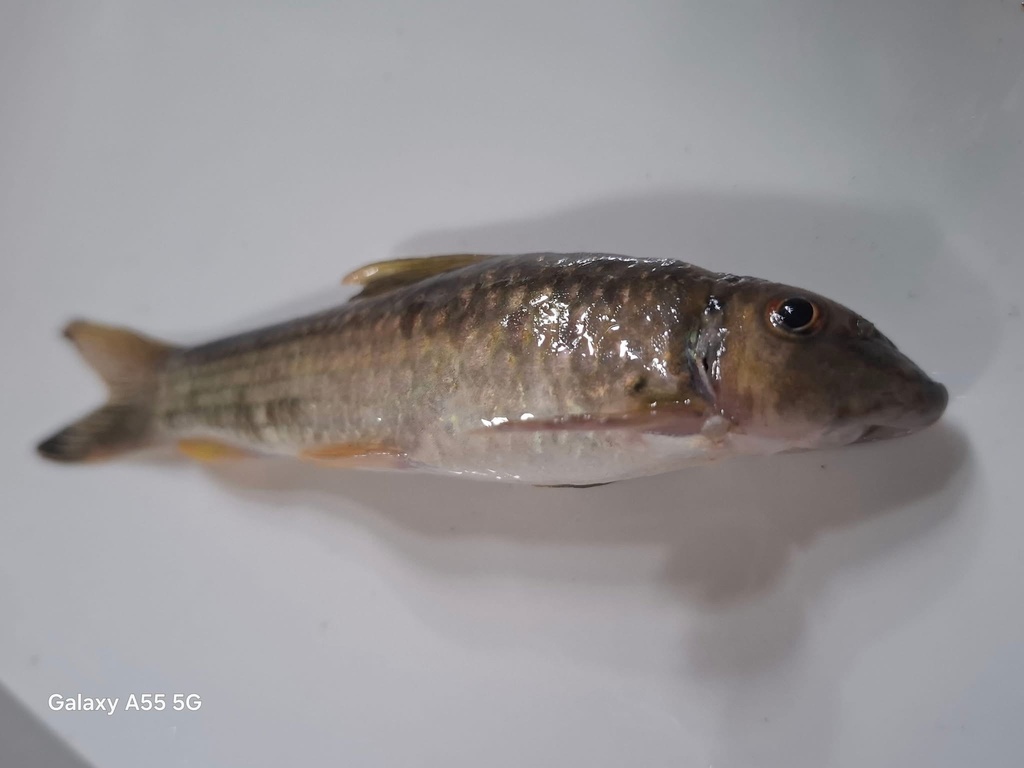 Garra notata