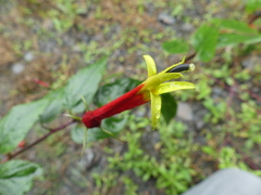 Siphocampylus orbignianus