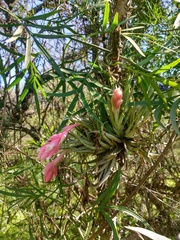 Tillandsia recurvifolia