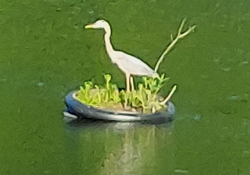Great Blue Heron photographed in Missouri