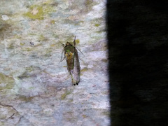 Dottia viridifusca