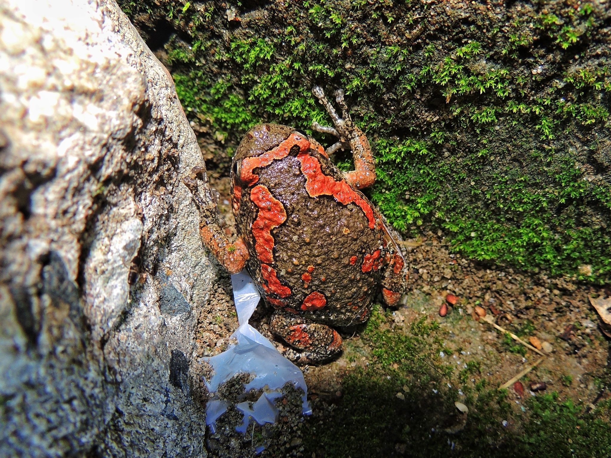 Painted Balloon Frog