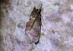 Dottia viridifusca