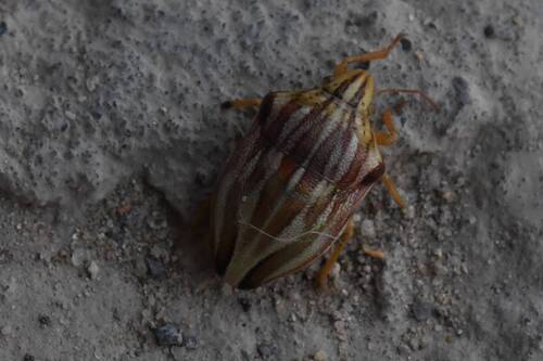 Odontotarsus grammicus