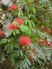 Calliandra tweediei