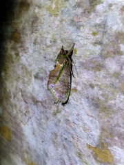 Dottia viridifusca