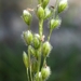 Green Silkyscale Grass - Photo (c) Jay Horn, some rights reserved (CC BY), uploaded by Jay Horn
