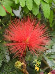 Calliandra tweediei