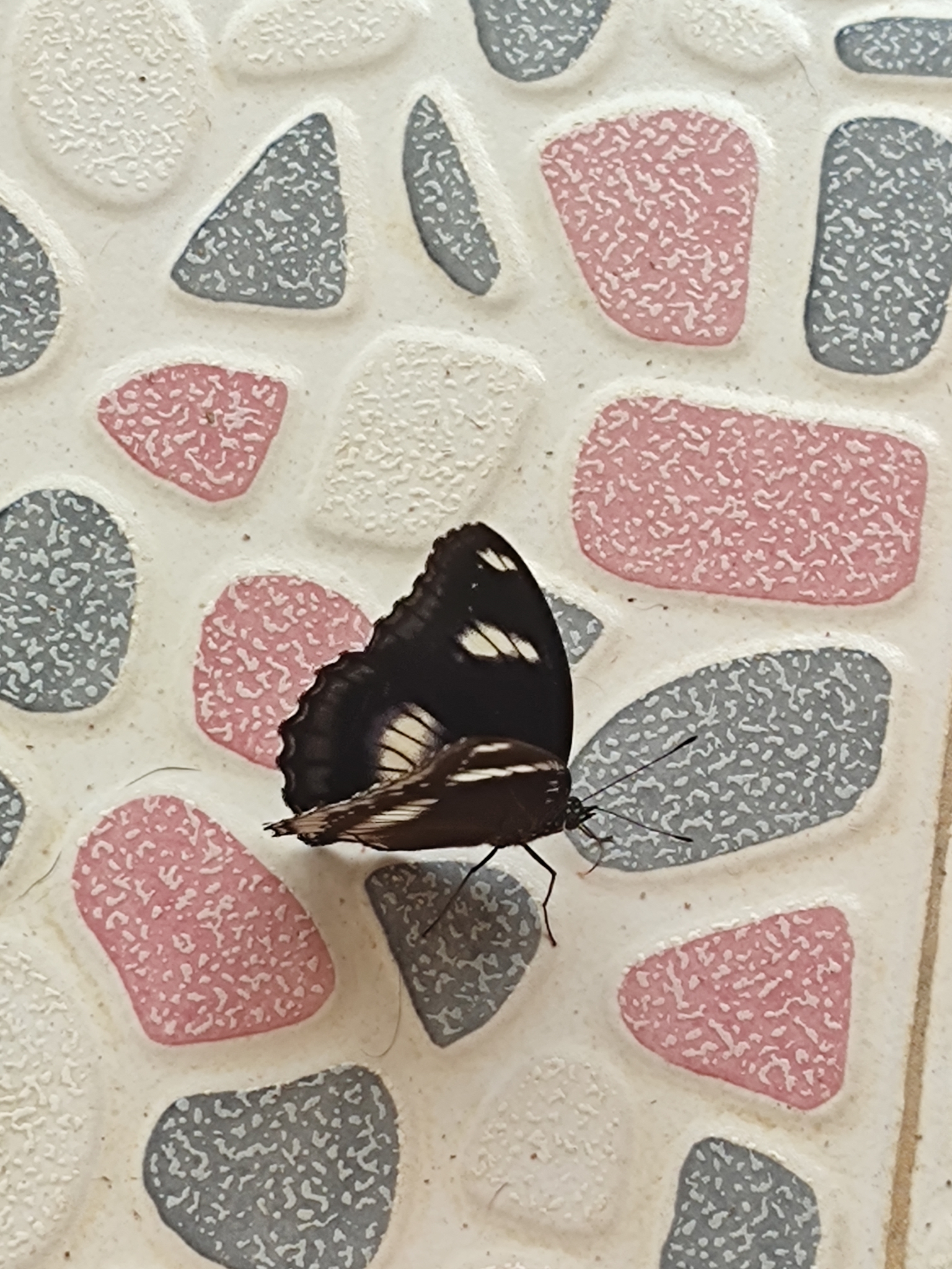 Great Eggfly