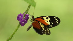 Heliconius hecale melicerta