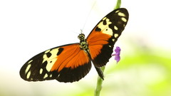 Heliconius hecale melicerta