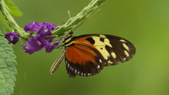 Heliconius hecale melicerta