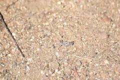 Aeoloplides fuscipes