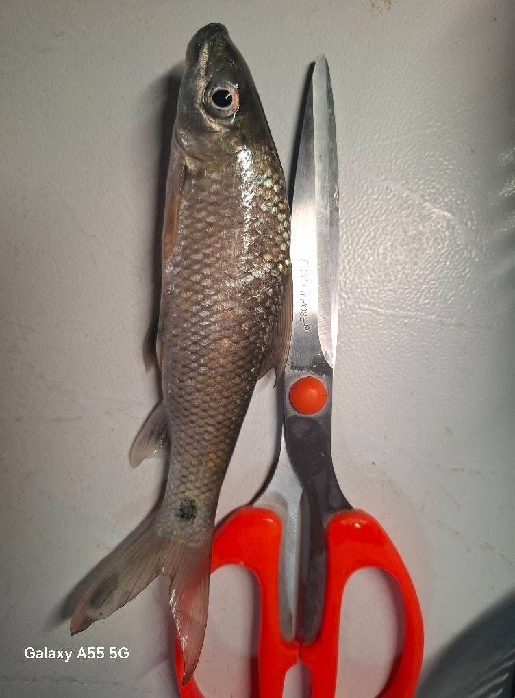 Labeo pierrei
