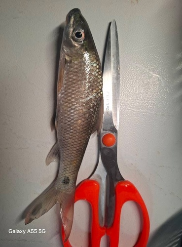 Bangana pierrei