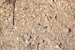 Aeoloplides fuscipes