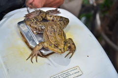 Lithobates megapoda