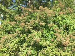 Salpianthus purpurascens