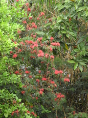 Calliandra tweediei