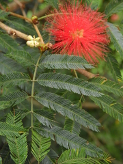 Calliandra tweediei
